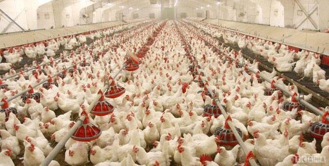 علت گرانی گوشت مرغ مشخص شد/ نان و مرغ گران‌تر می‌شود؟