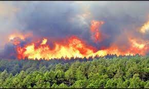 بررسی آتش سوزی جنگل‌ها در کمیسیون کشاورزی مجلس با حضور مسئولان