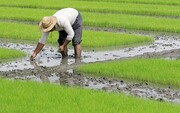 در تولید برنج علاوه بر خودکفایی می توانیم حوزه صادرات را نیز تقویت کنیم