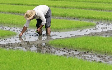 شالی کاران از افزایش قیمت برنج سودی نمی‌برند