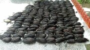 تعطیلی همیشگی بازار پرندگان وحشی فریدونکنار با دستور قضایی