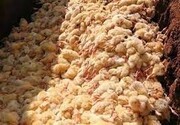 معدوم سازی جوجه‌های یک روزه و افزایش قیمت مرغ و تخم مرغ