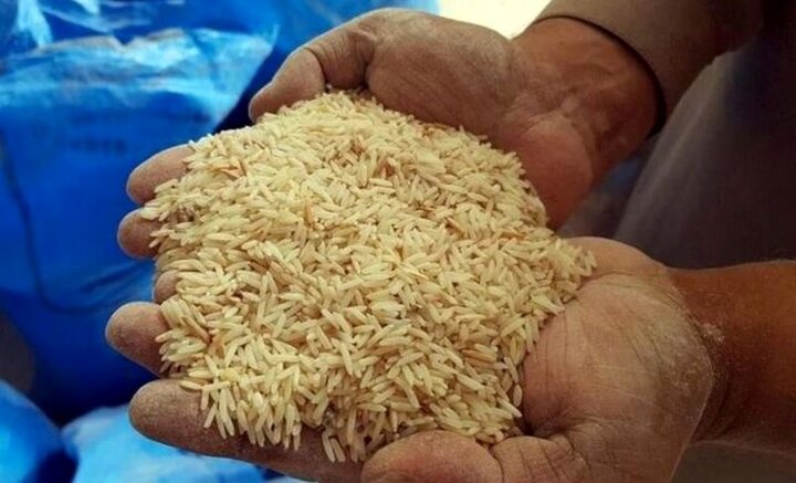محصول برنج کشاورزان گیلانی در حال نابودی است