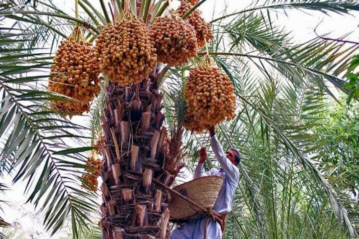 لزوم خرید تضمینی خرما/ وزارت جهاد با قیمت پیشنهادی ۲۰ هزار تومان خرما را از نخل‌داران خریداری کند