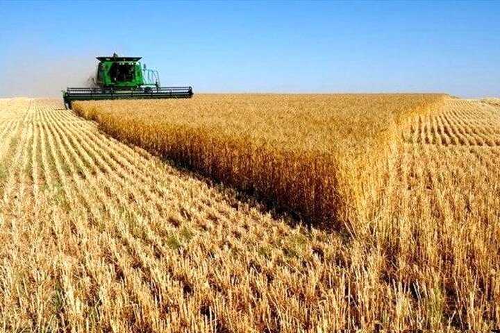 واردات گندم کاهش یافته است/ ‌‬باید به خودکفایی گندم توجه کنیم