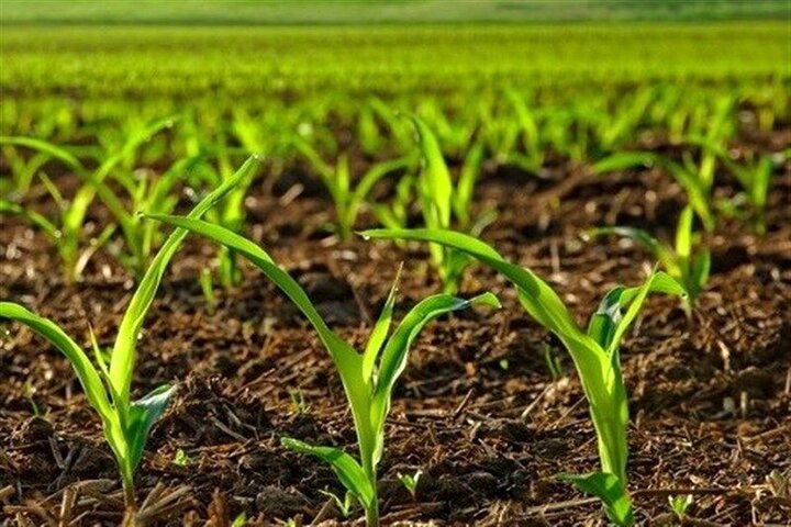 عوارض صادرات محصولات آب‌بر کشاورزی برای اجرای الگوی کشت هزینه می‌شود