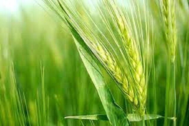 پیش بینی خرید ۹ میلیون تن گندم در قالب خرید تضمینی