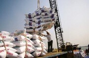 واردات ۲ میلیون و ۱۰۰ هزار تن برنج بزرگترین خیانت به کشاورزان است/ باید تحصن کنیم تا به داد کشاورزان برسید؟