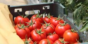 ۱۰ روز آینده بازار گوجه به تعادل خواهد رسید