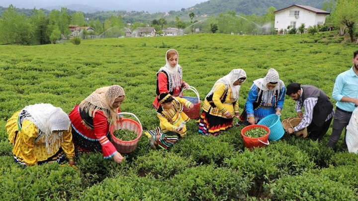 مطالبات چای‌کاران در کمیسیون کشاورزی پیگیری شد