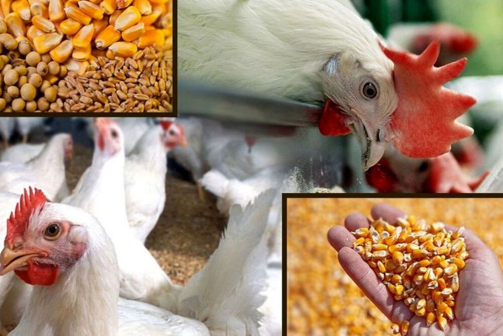 گزارش کامل جلسه علنی ۸ مهرماه ۱۴۰۴/معیشت مردم نیازمند مدیریت فوری است